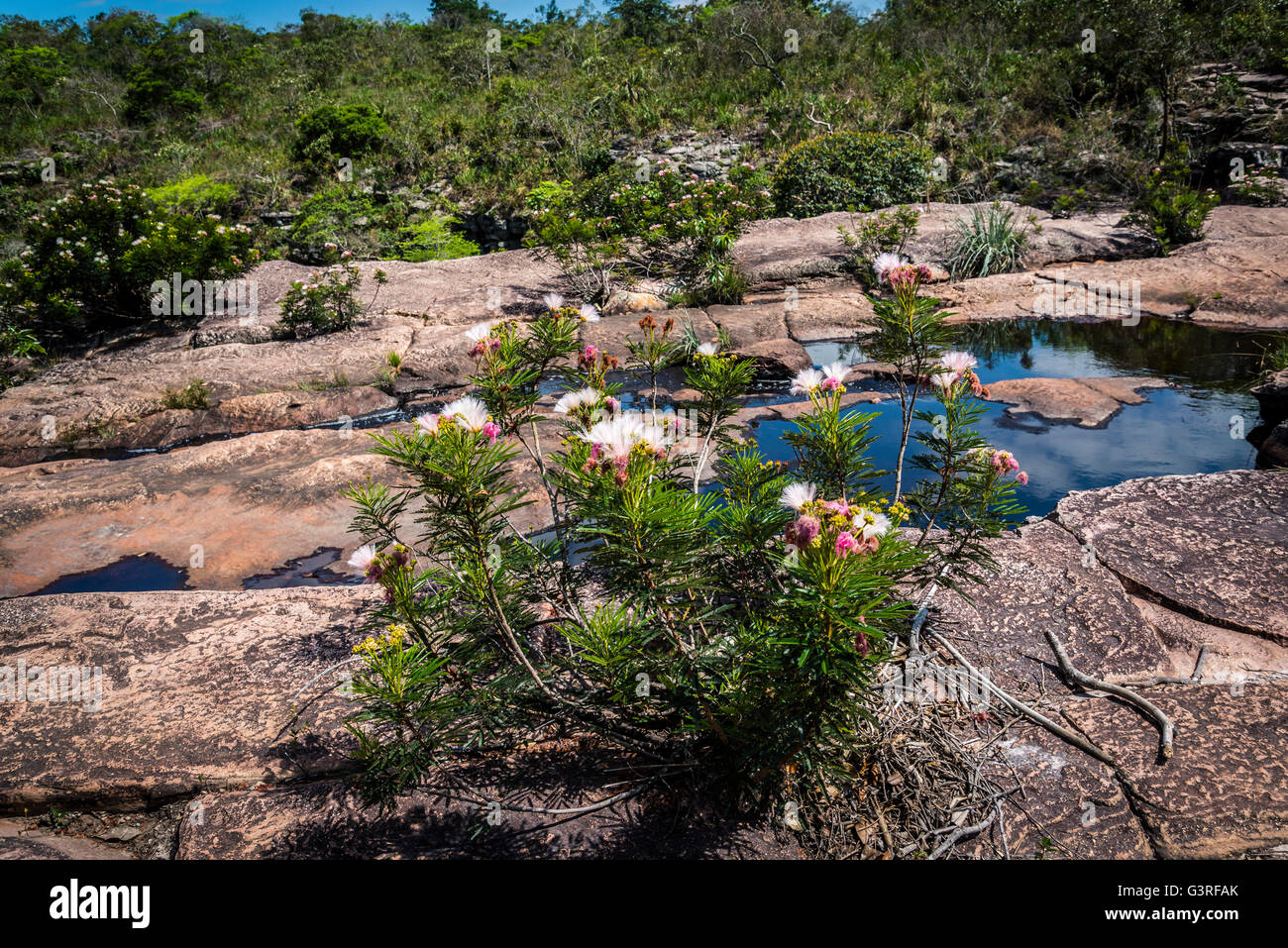 Calliandra plant hi-res stock photography and images - Alamy
