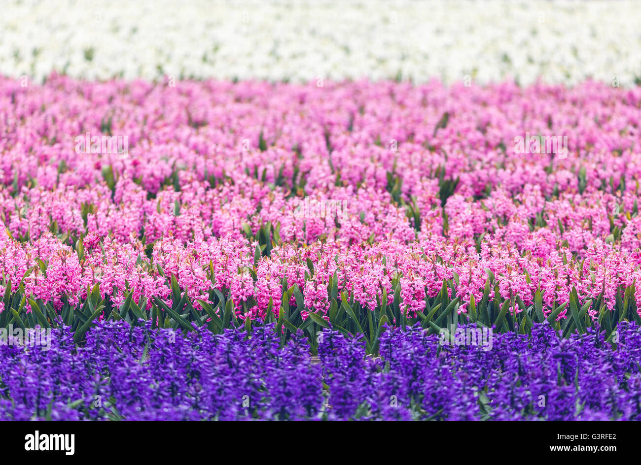 Hyacinth. Beautiful colorful pink, blue and white hyacinth flowers in spring garden, colorful floral background, flower fields i Stock Photo