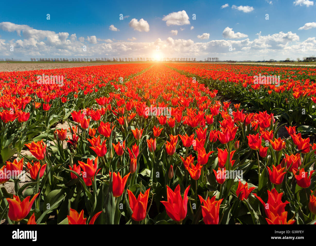 Tulips. Beautiful colorful red flowers in the morning in spring , vibrant floral background, flower fields in Netherlands. Sunri Stock Photo