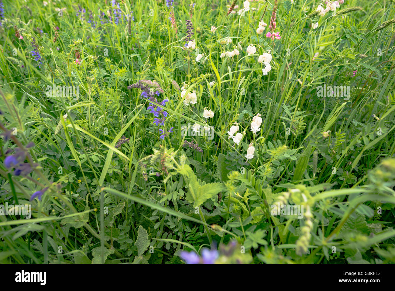 early summer meadow with nice flowers Stock Photo