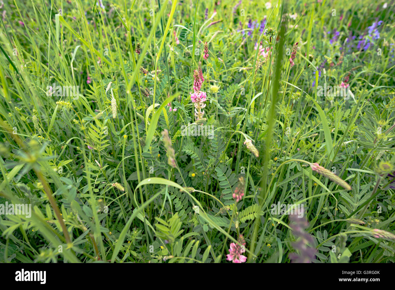 early summer meadow with nice flowers Stock Photo