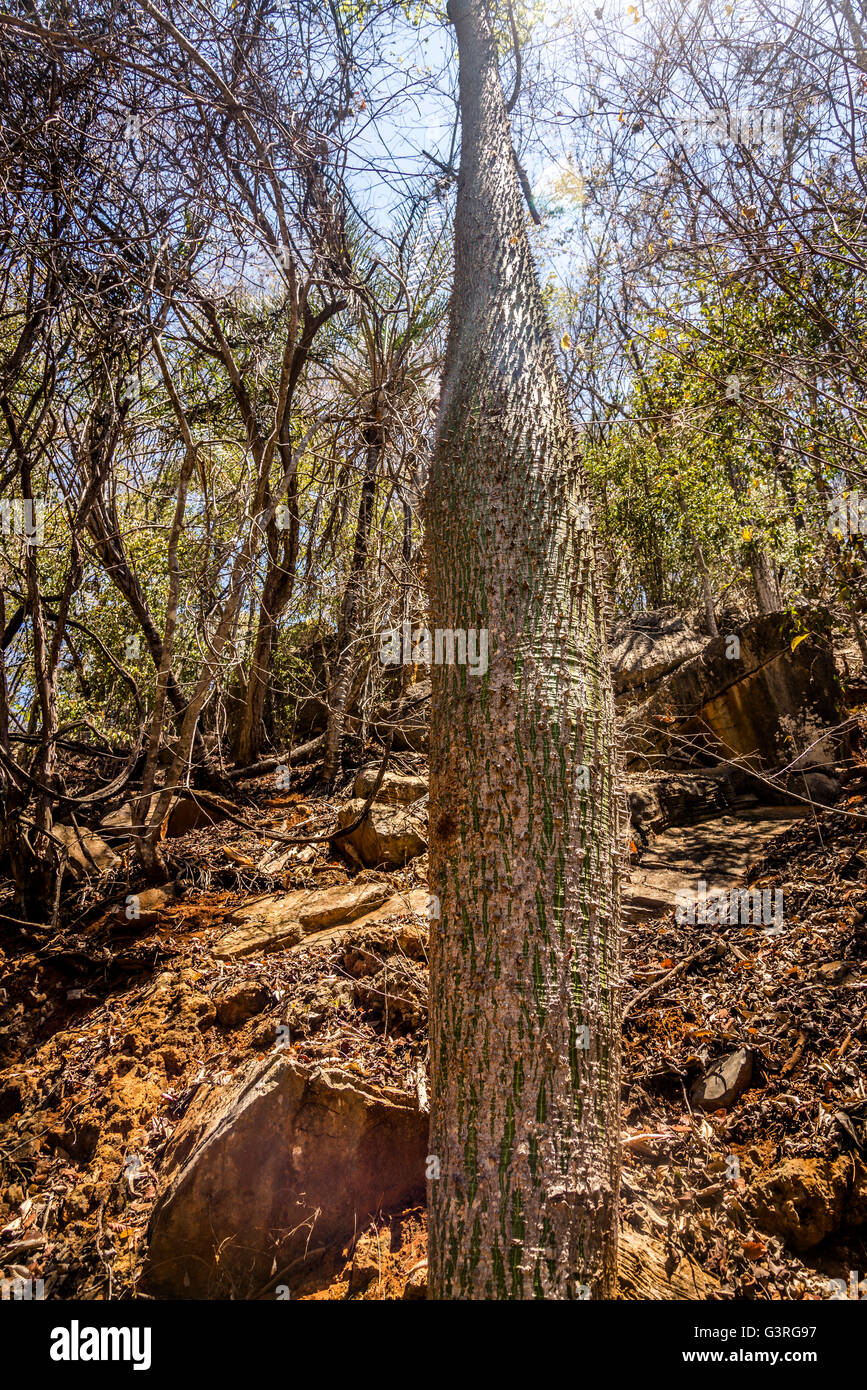 Ceiba speciosa silk floss tree - Chorizia speciosa - Paineira, Chapada Diamantina, Bahia, Brazil Stock Photo