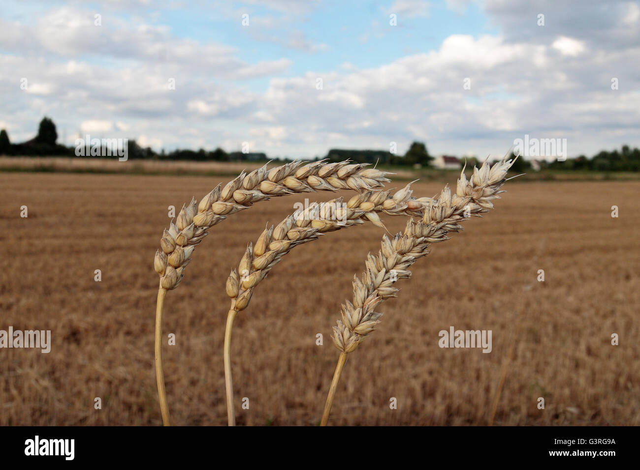 Three stalks of common wheat (bread wheat/Triticum aestivum) with an out of focus harvested field behind, Northern France. Stock Photo