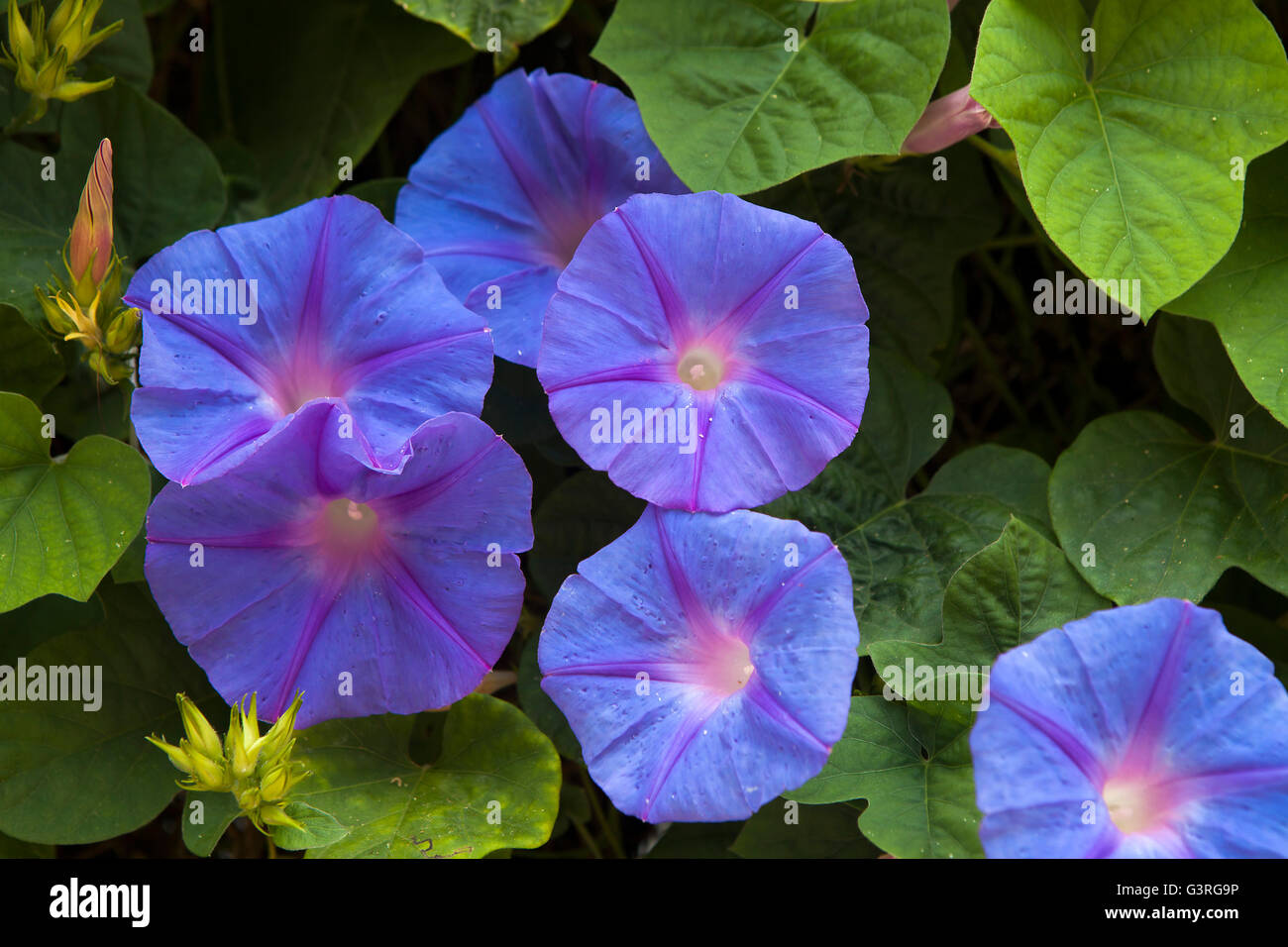 blue japanese morning-glory flower Stock Photo