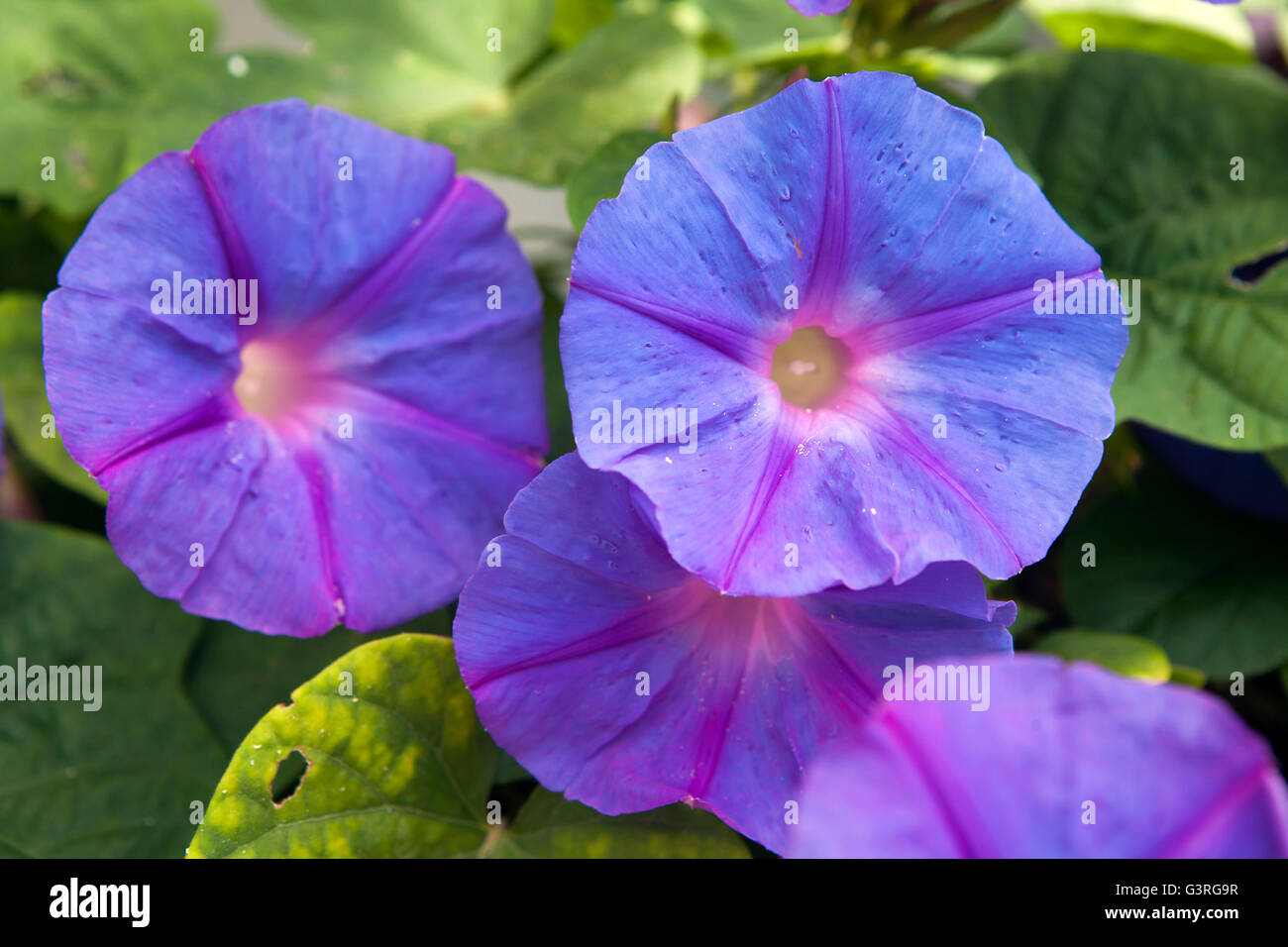 blue japanese morning-glory flower Stock Photo