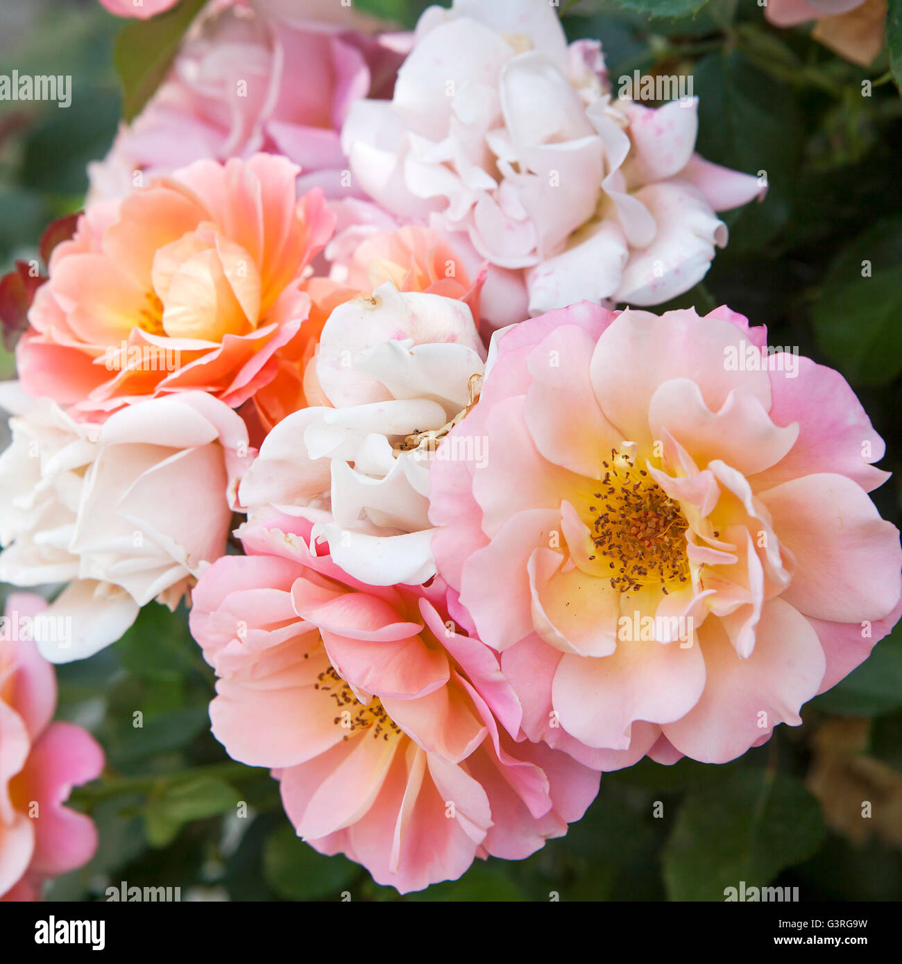 English Rose Evelyn Stock Photo Alamy