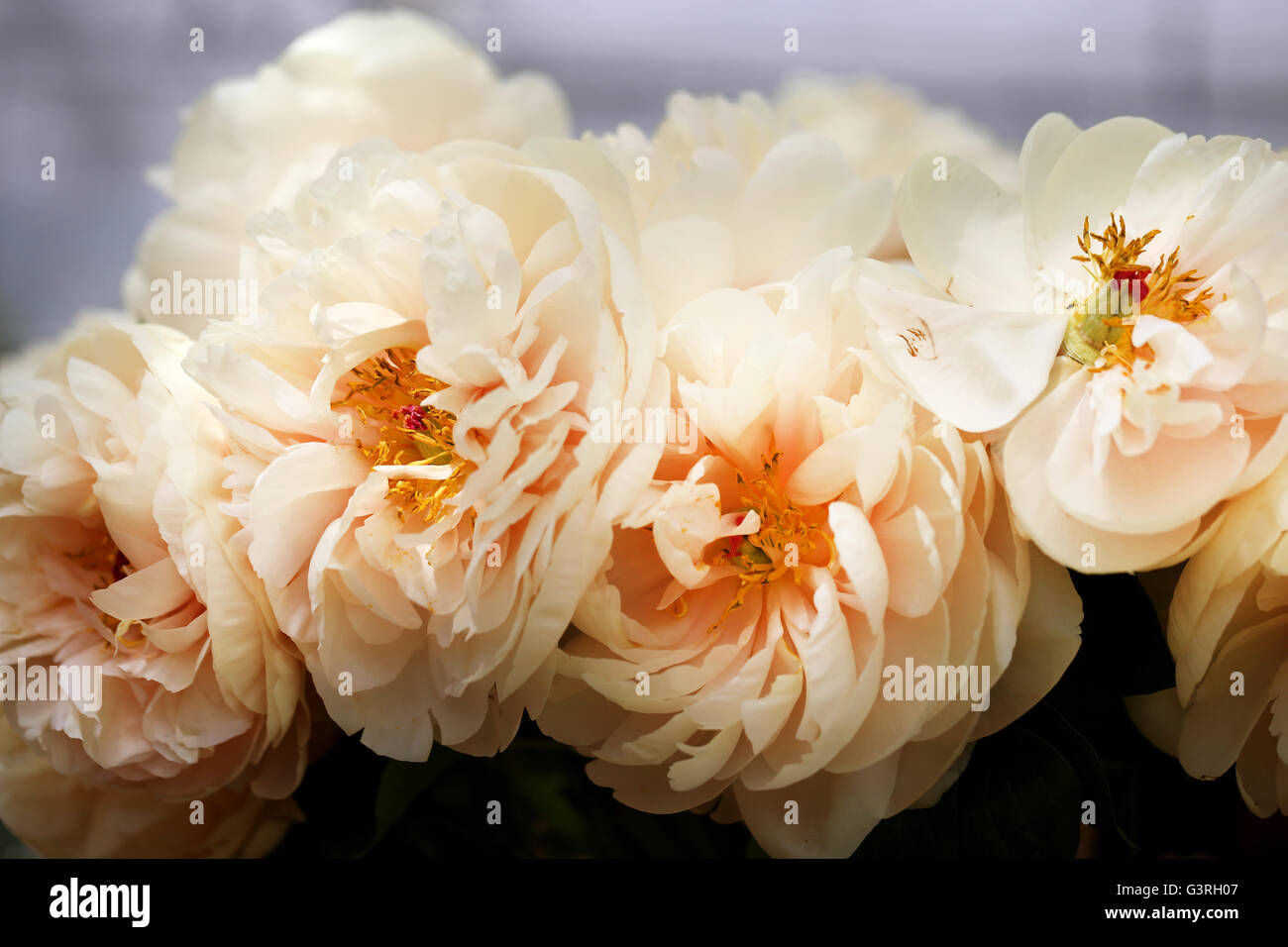 Photo beautiful white peonies in the summer park Stock Photo