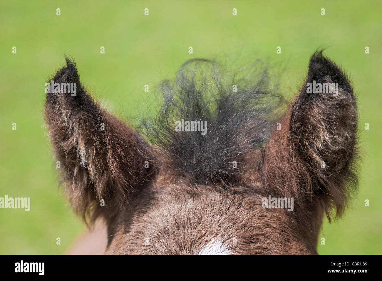 Perk up hi-res stock photography and images - Alamy