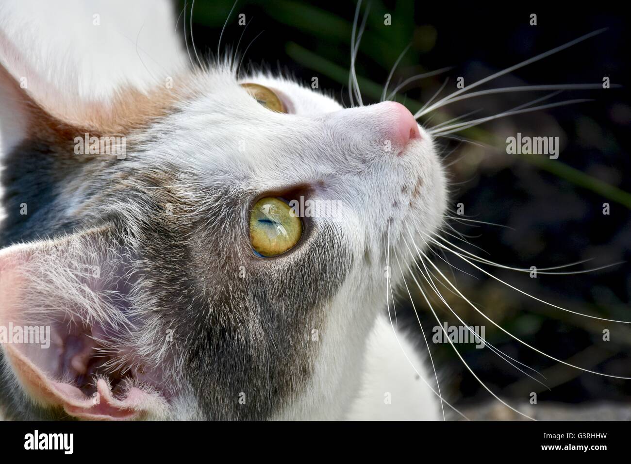 A beautiful white cat playing outside on a warm summer day Stock Photo ...