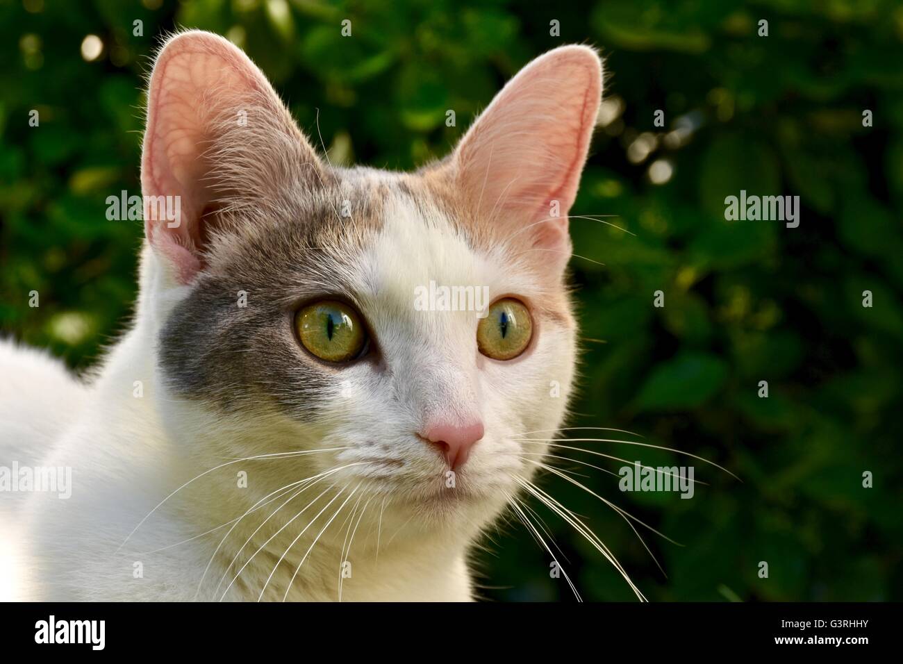 A beautiful white cat playing outside on a warm summer day Stock Photo ...