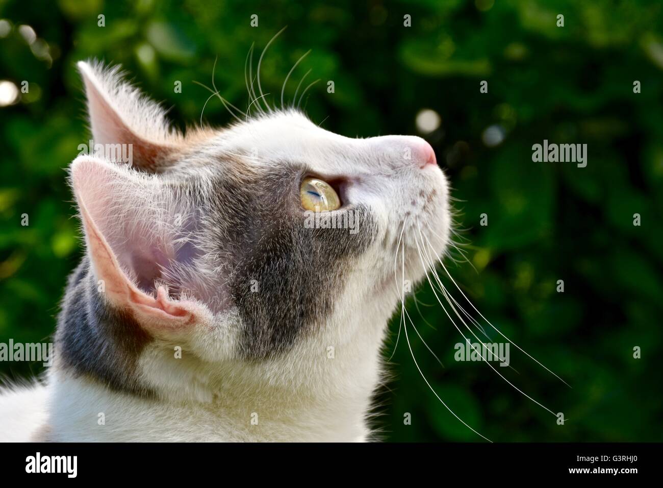 A beautiful white cat playing outside on a warm summer day Stock Photo ...