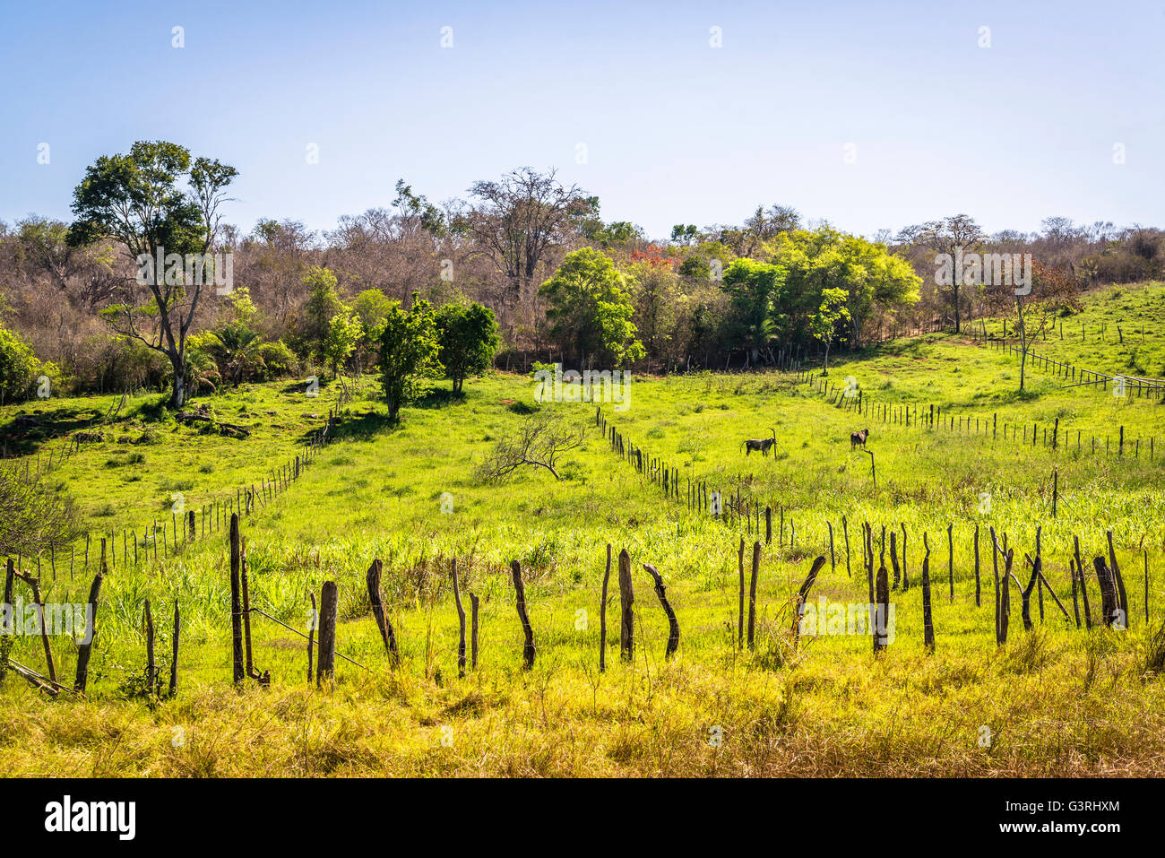Green pasture, Chapada Diamantina, Bahia, Brazil Stock Photo