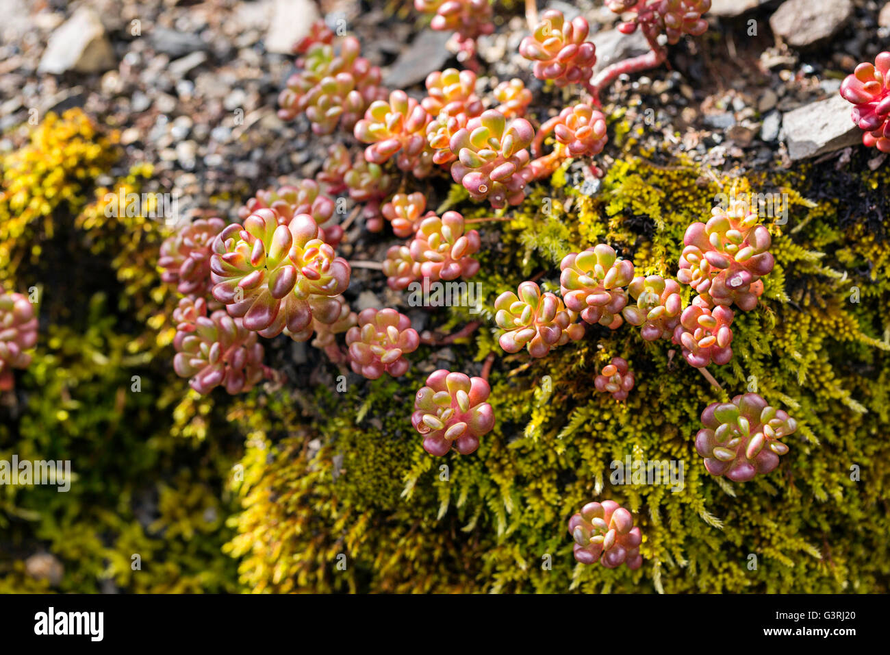 Wild Stonecrop growing in Oregon coastal mountain range Stock Photo