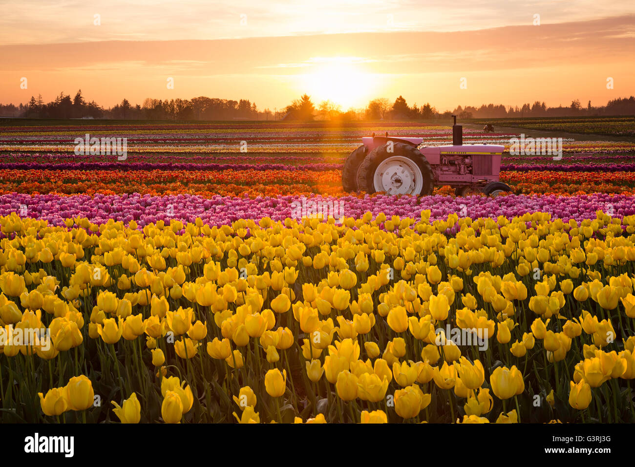 Tulip flowers field sunset hi-res stock photography and images - Alamy