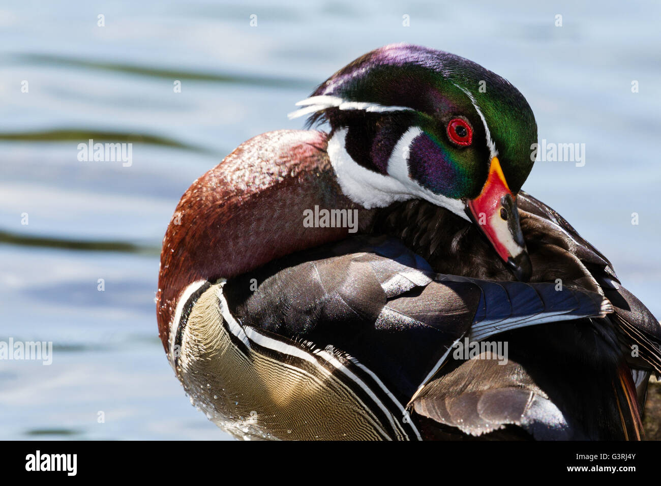 Close-up portrait of a male Wood Duck Stock Photo