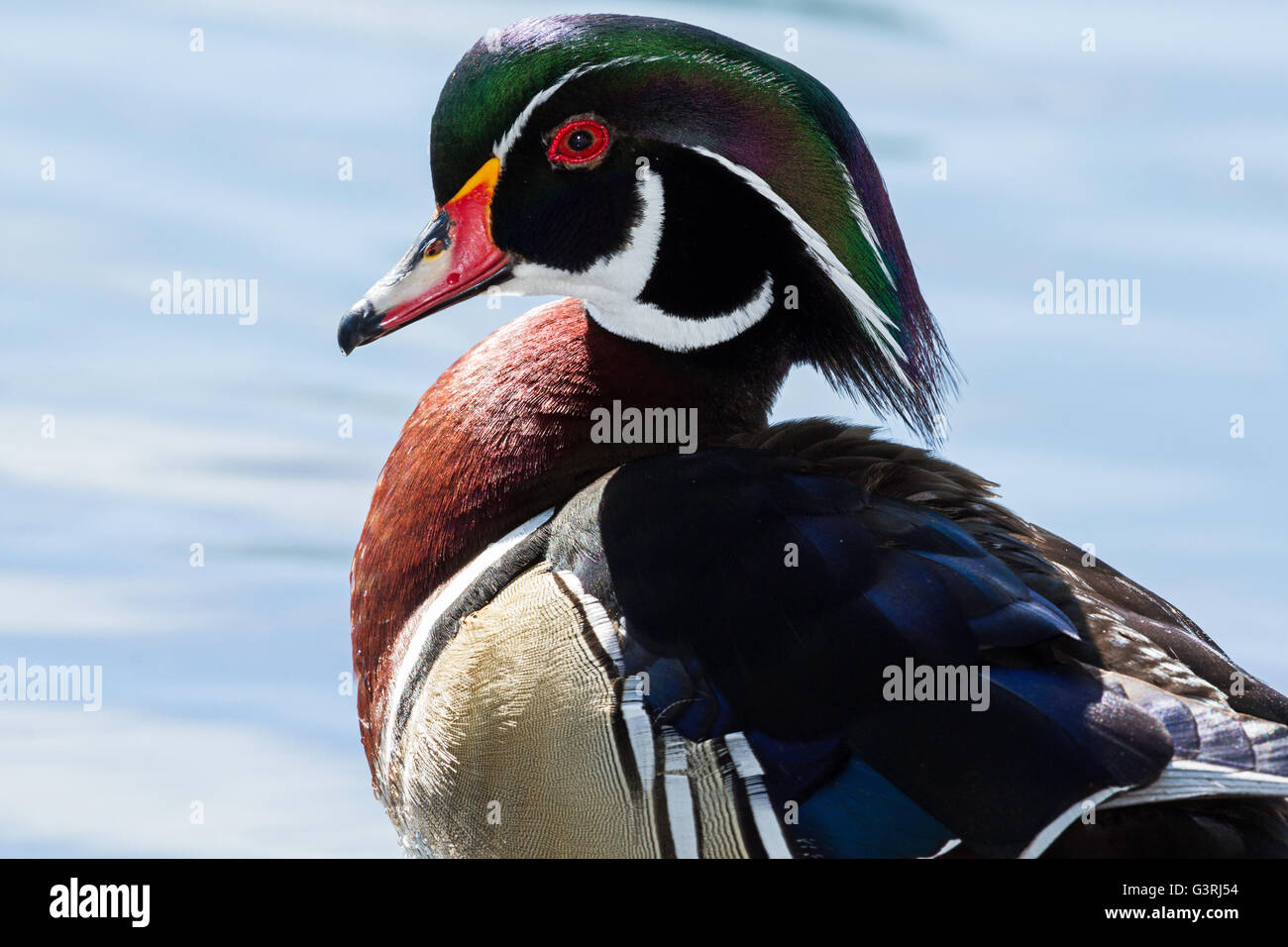 Close-up portrait of a male Wood Duck Stock Photo