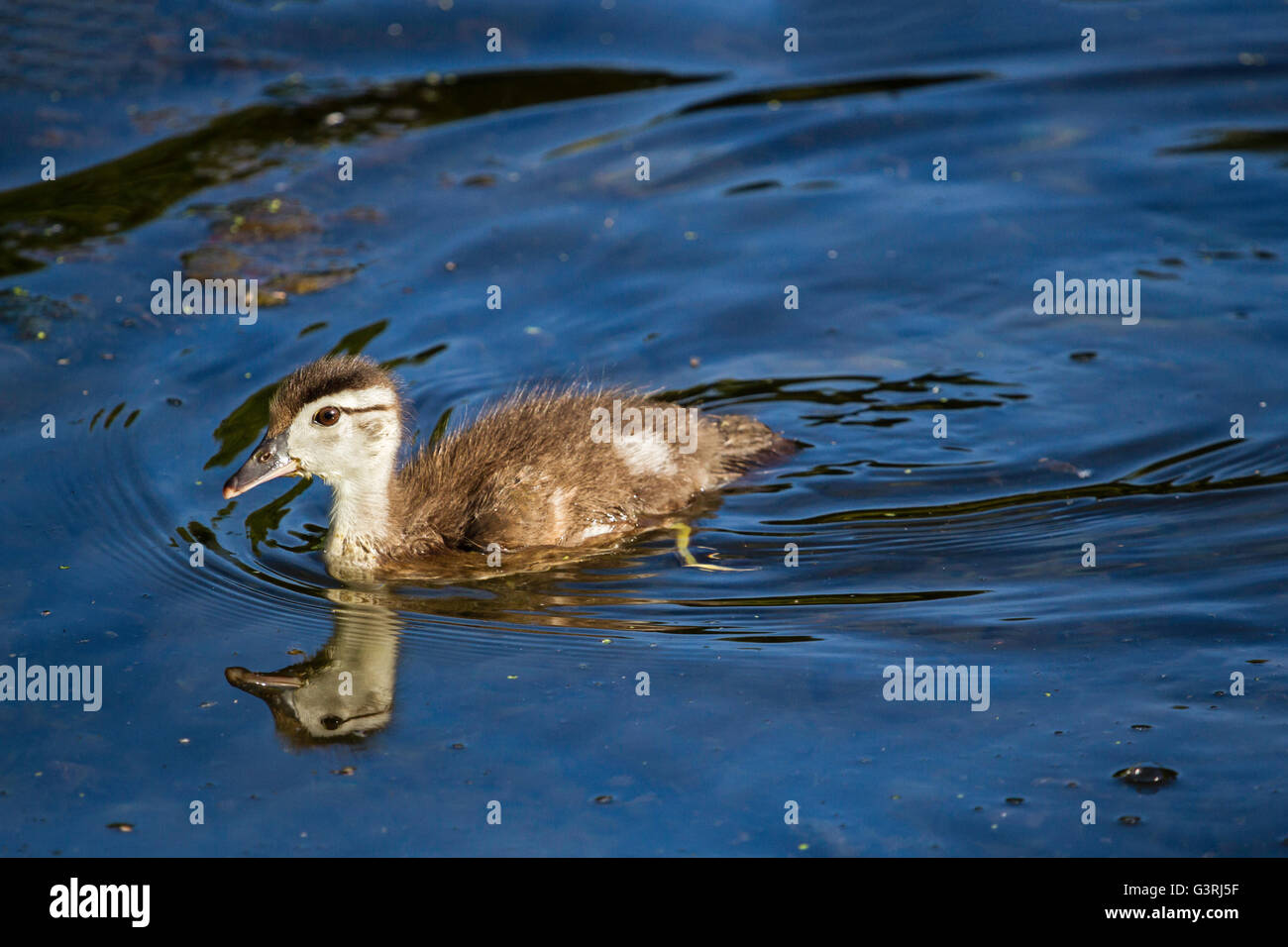 Young baby Wood Duck floating in lake Stock Photo