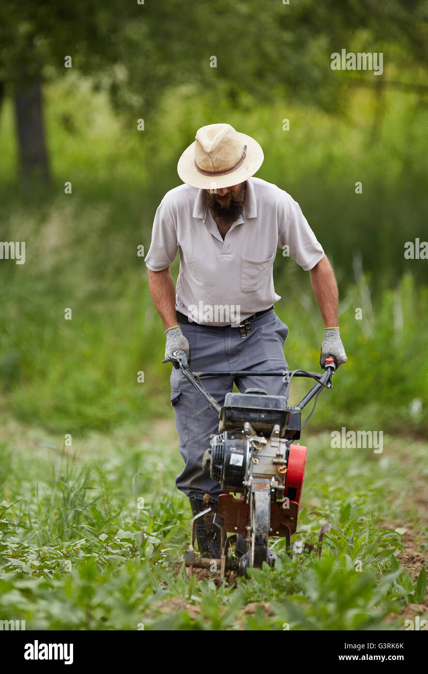 Young farmer weeding in a corn field with a motorized tiller Stock Photo Alamy