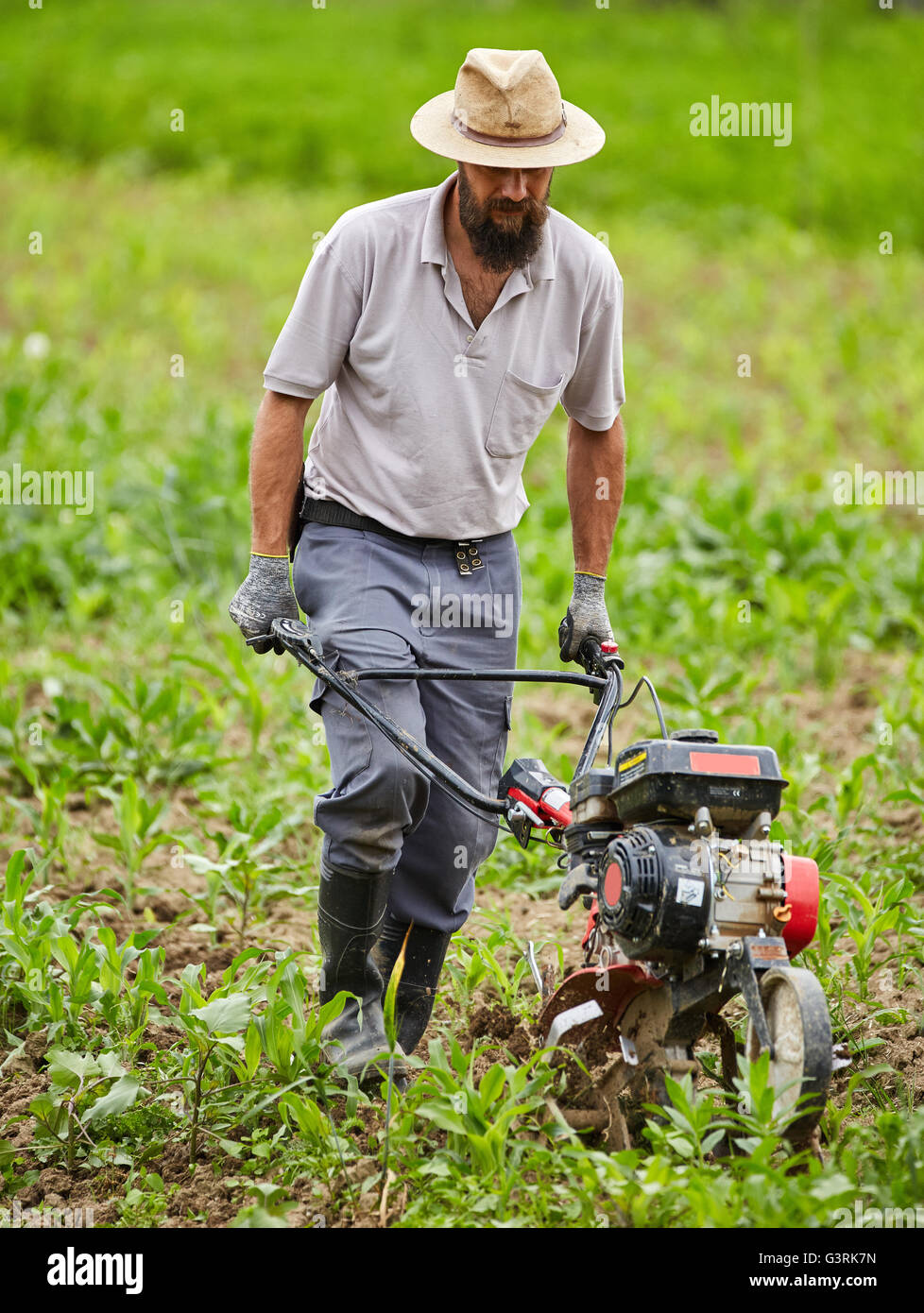 Young farmer weeding in a corn field with a motorized tiller Stock Photo Alamy