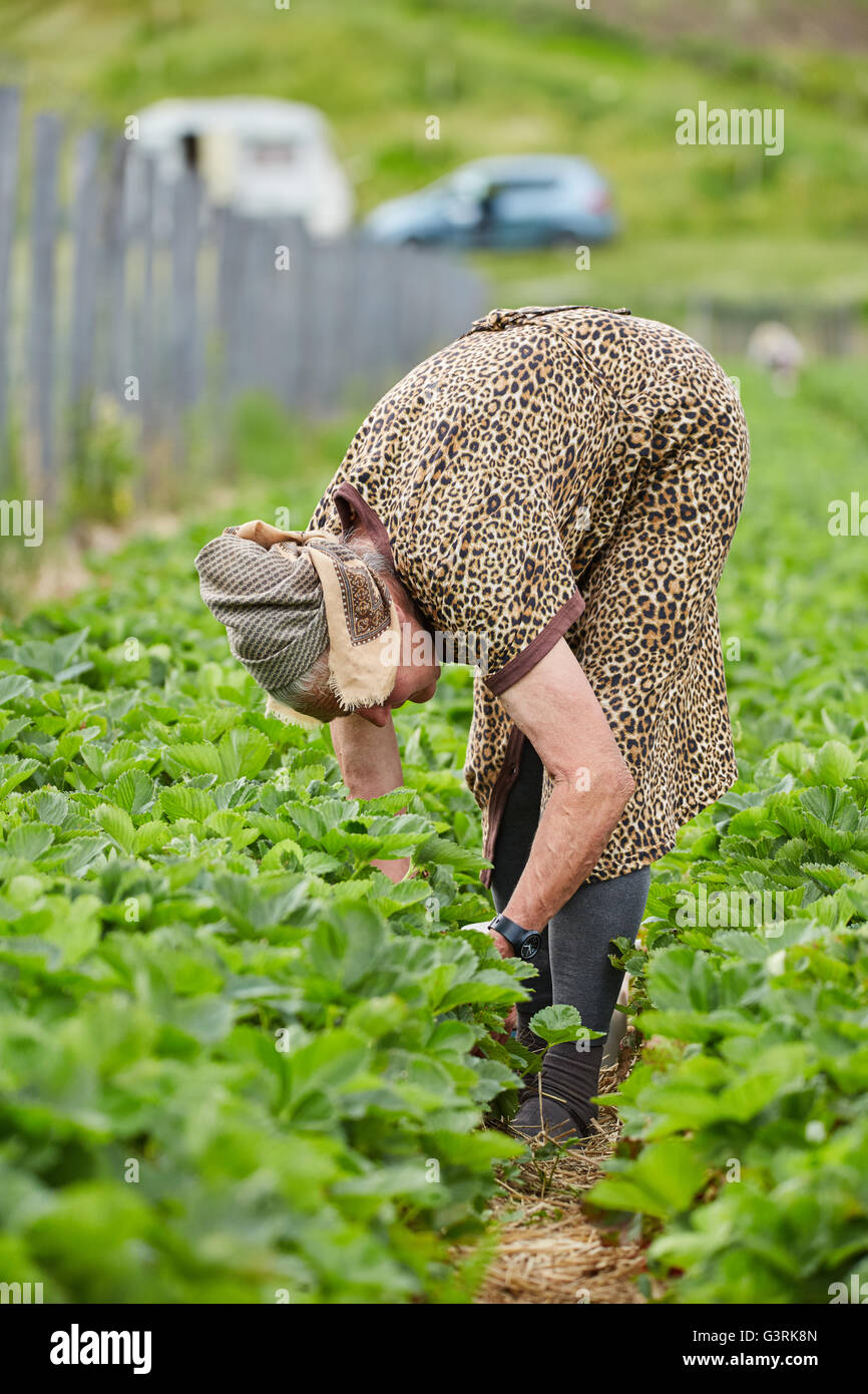 Old woman picking strawberries in a field Stock Photo - Alamy