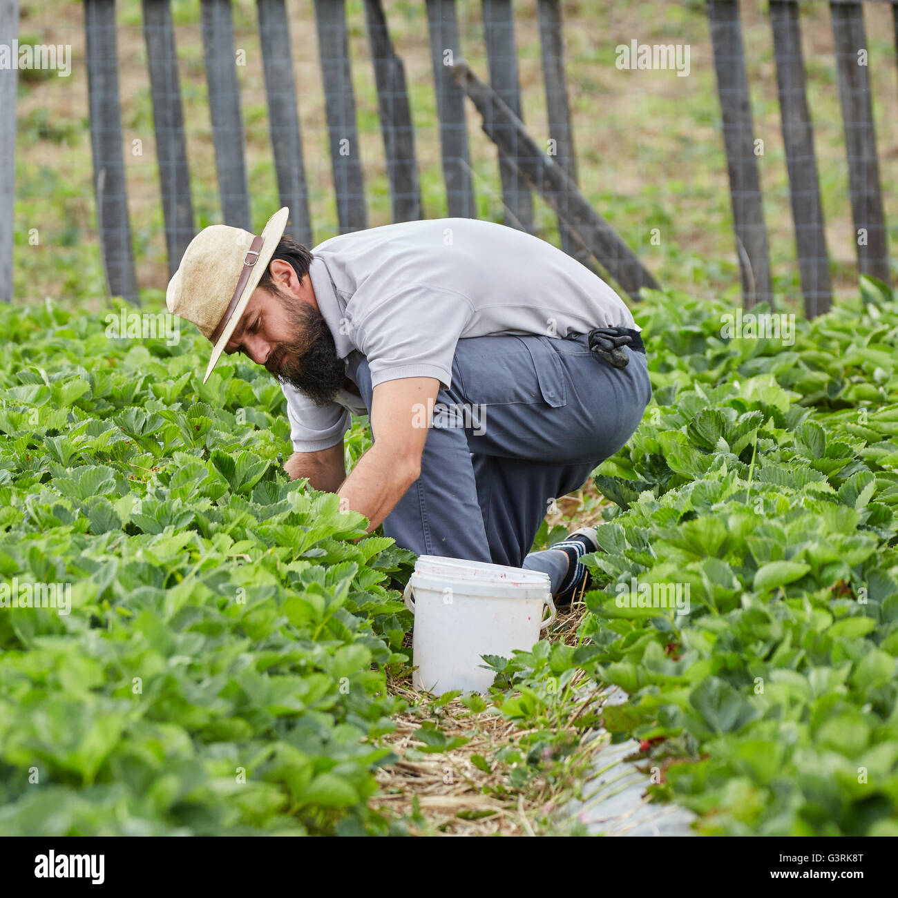 Young farmer picking strawberries in a field Stock Photo - Alamy