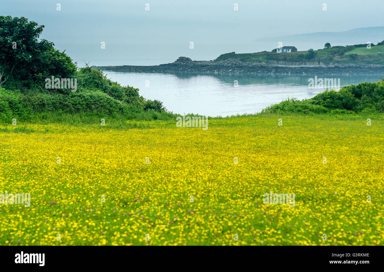 Coastal path from Traeth Bychan to Benllech on Anglesey Stock Photo - Alamy