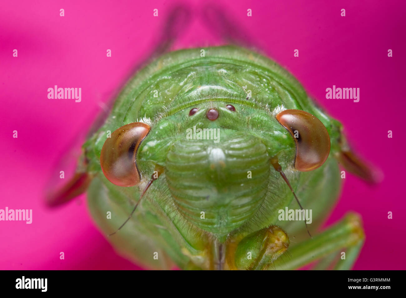 Cicada Macro Photography Stock Photo