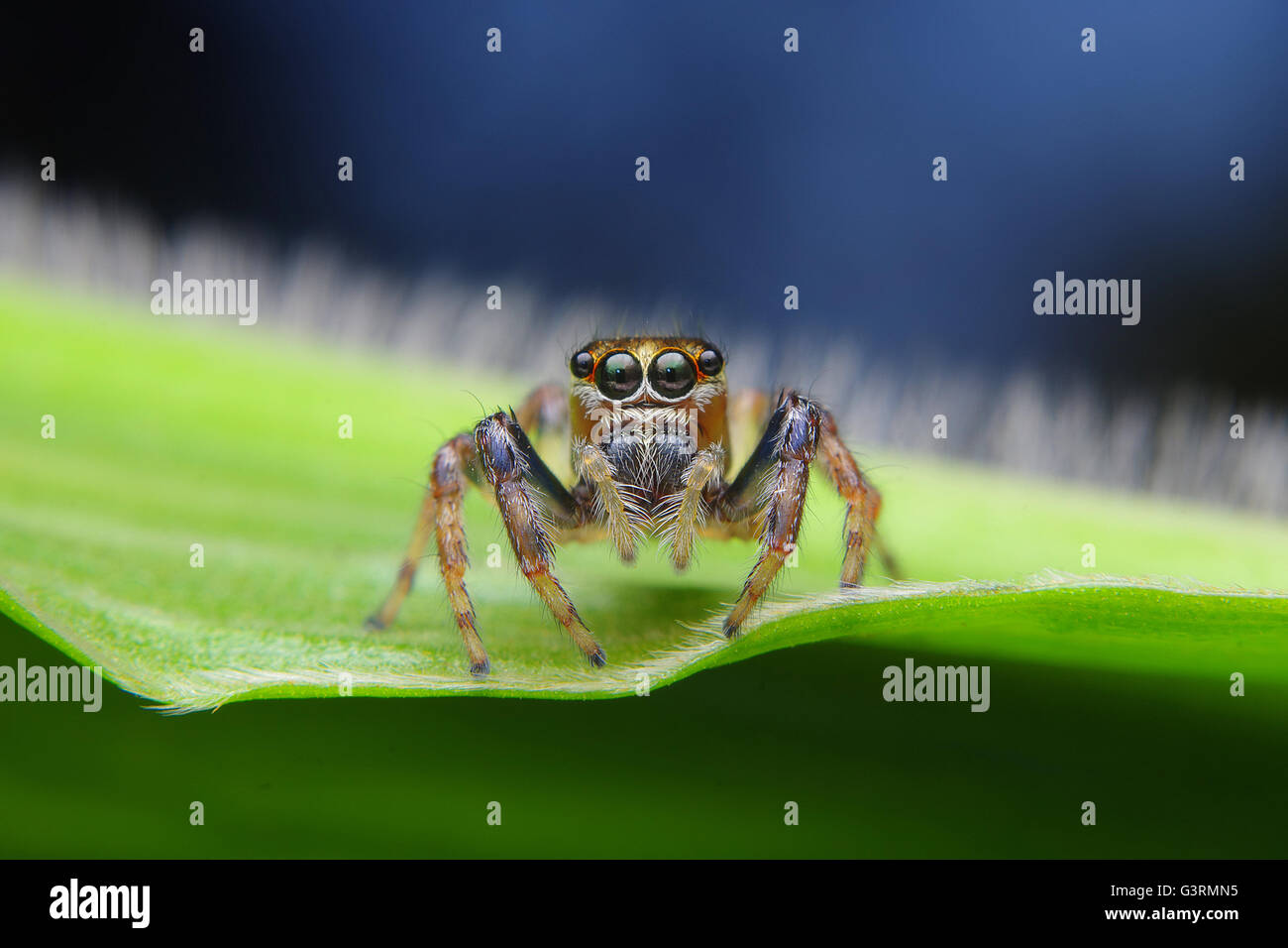 Jumping Spider Macro Photograpgy Stock Photo