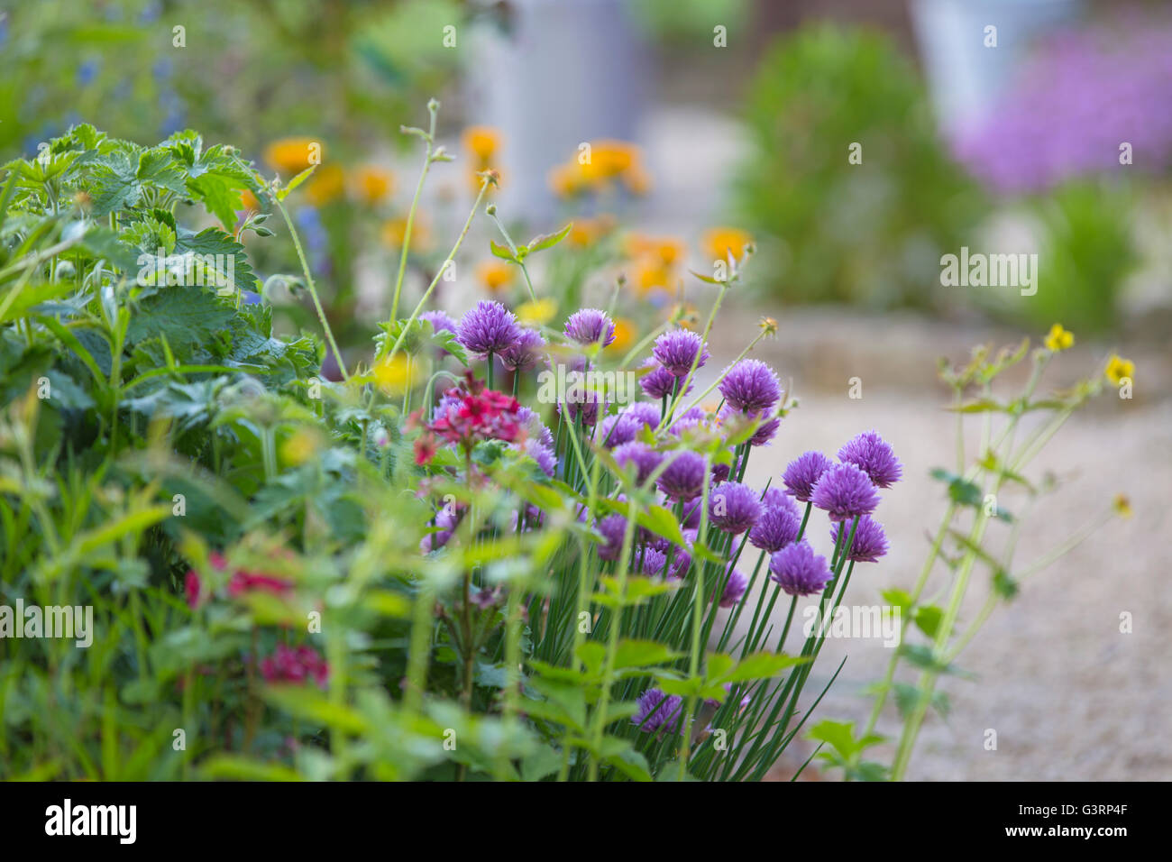 Cottage garden border uk hi-res stock photography and images - Alamy