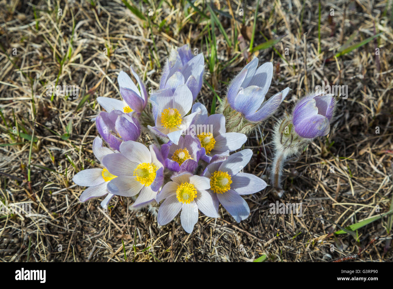 The Prairie crocus wildflower blooming in the spring near Plum Coulee in southern Manitoba