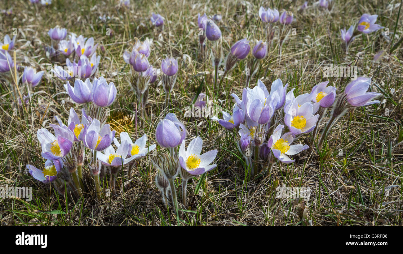 The Prairie crocus wildflower blooming in the spring near Plum Coulee in southern Manitoba
