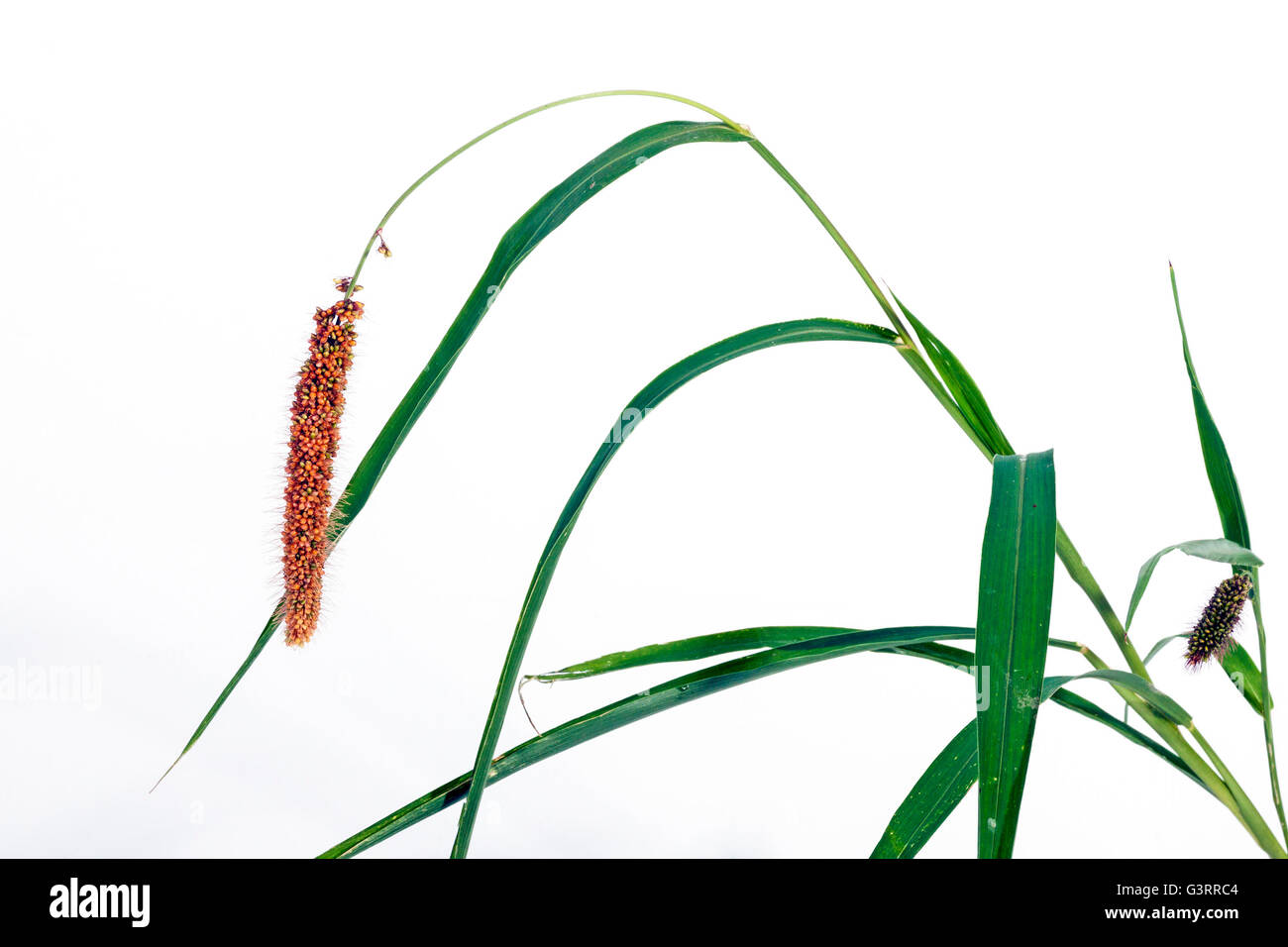 Studio shot of green grass with ear of red millet seed on white