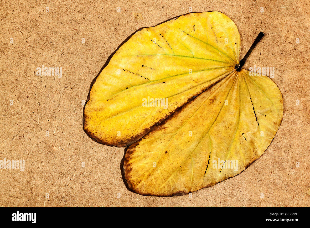 Studio shot of yellow Autumn colored camels foot leaf with brown edges ...