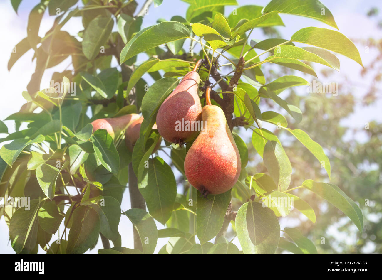 Tasty young pears hanging on tree. Selective focus. Stock Photo