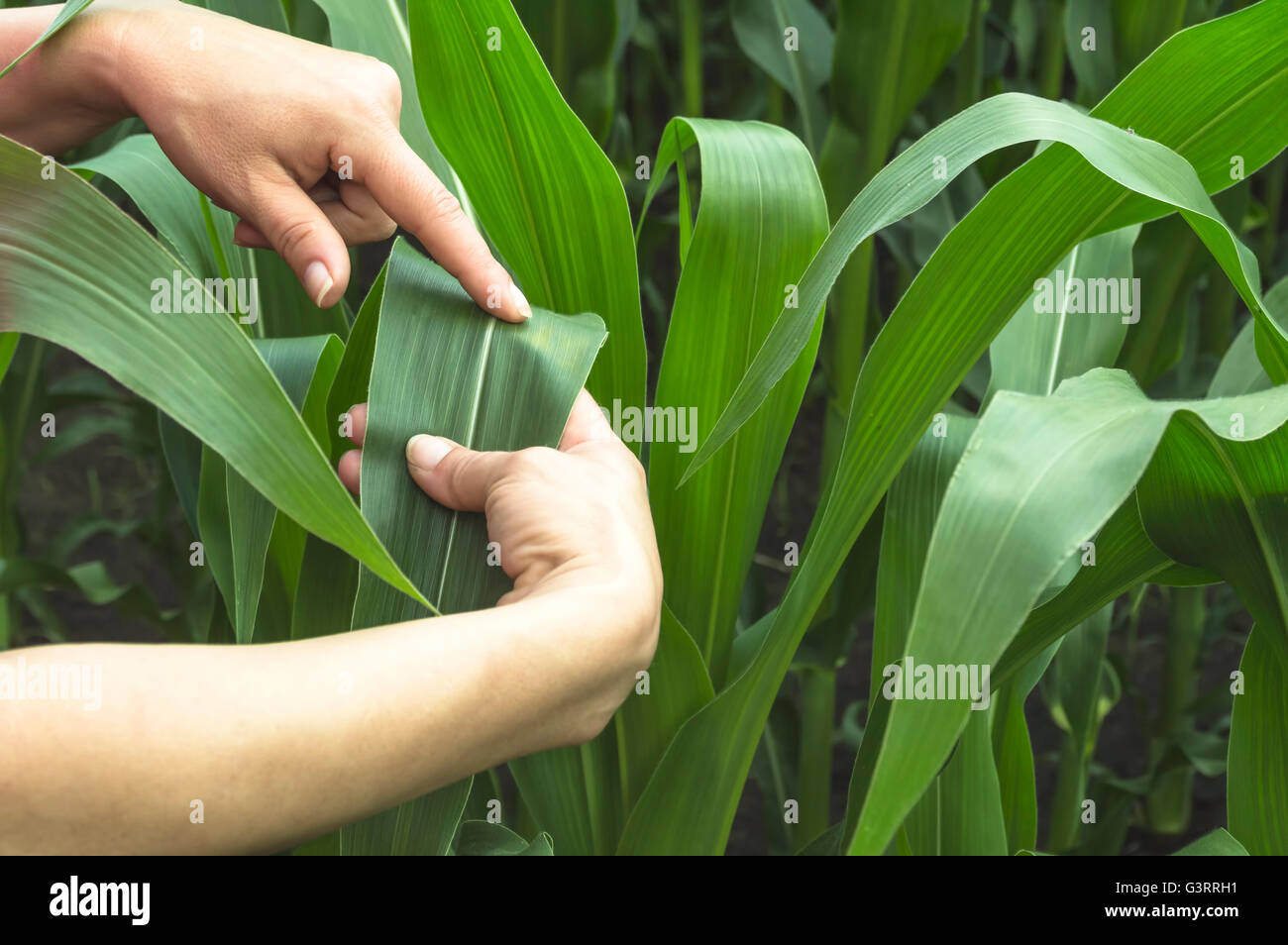 Examining corn leaf on field. Selective focus Stock Photo