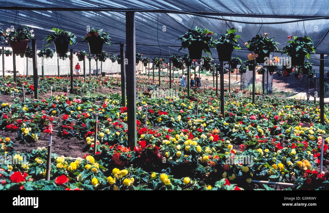 Thousands of flowering begonia plants are grown and sold at well-known Weidners Gardens that has been welcoming home gardeners since 1973 in Encinitas, California, USA. Plant buyers walk among the rows to find their favorite flowers and then dig them up. The greatest selection of dig-your-own begonias is during Weidners' Begonia Festival that is held annually in June. Stock Photo