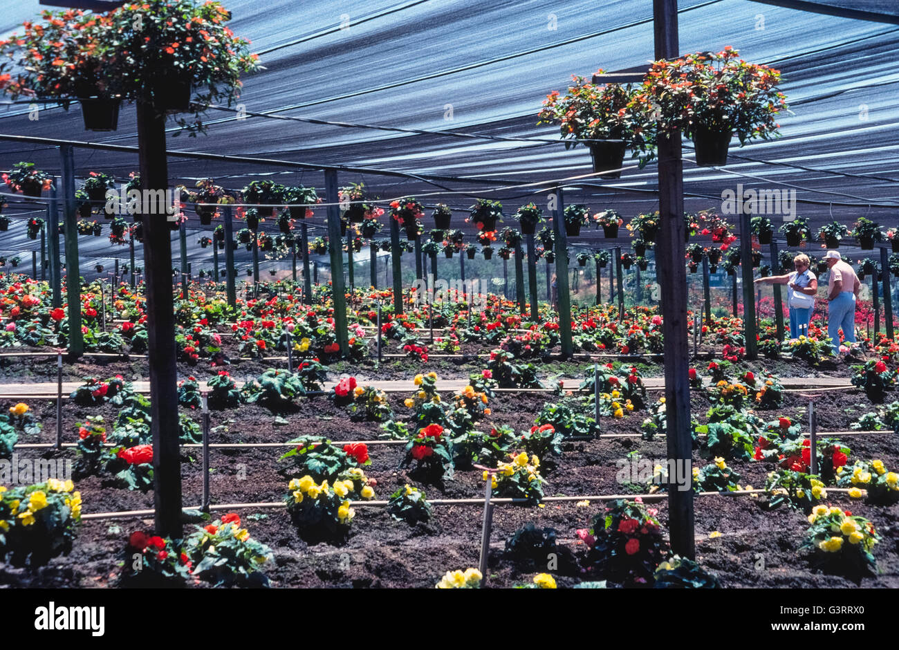 Thousands of flowering begonia plants are grown and sold at well-known Weidners Gardens that has been welcoming home gardeners since 1973 in Encinitas in San Diego County, California, USA. Plant buyers walk among the rows to find their favorite flowers and then dig them up. The greatest selection of dig-your-own begonias is during Weidners' Begonia Festival that is held annually in June. Stock Photo