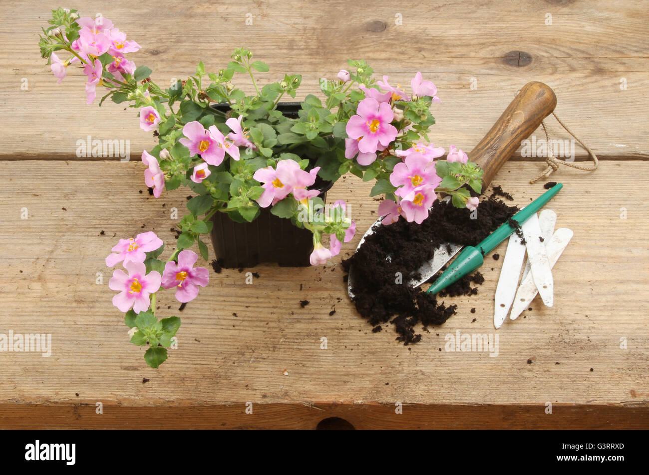 A Bacopa plant with compost and tools on a potting bench Stock Photo