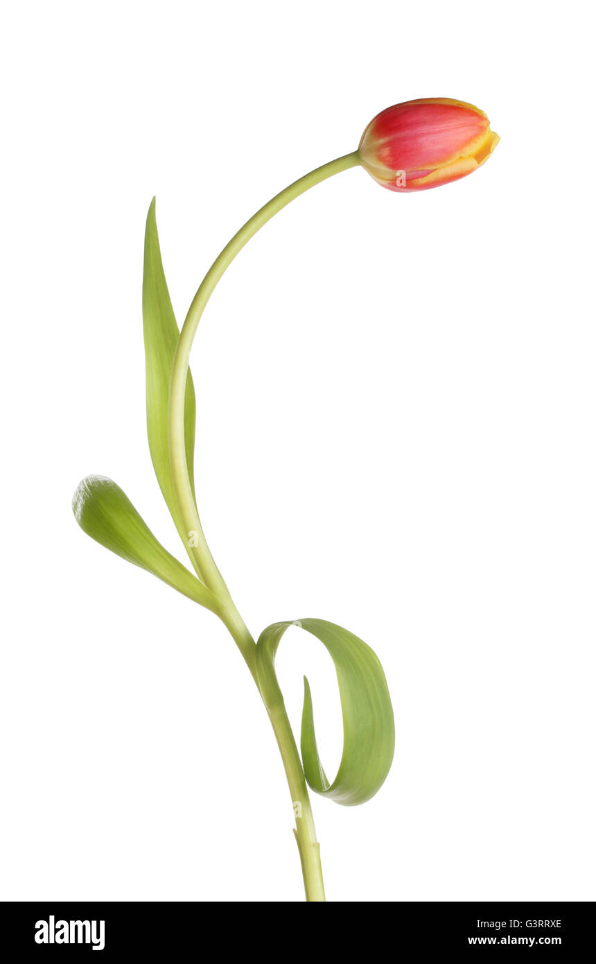 Single Tulip flower bent stem and leaves isolated against white Stock
