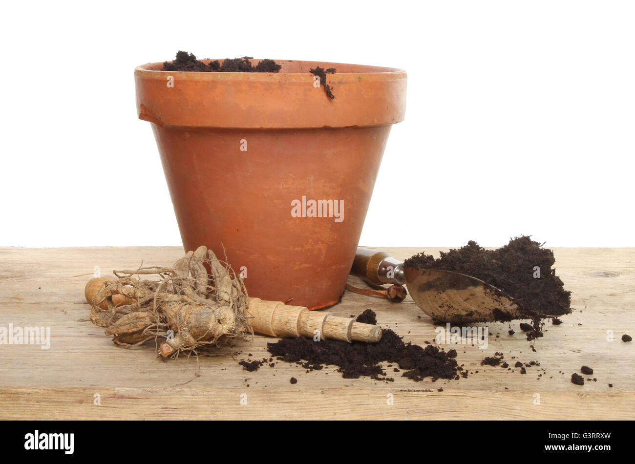 Dahlia tuber with a terracotta plant pot, tools and compost on a potting bench against a white background Stock Photo