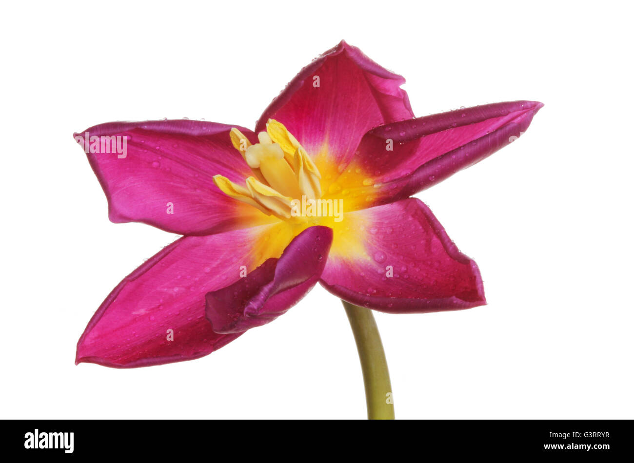 Open purple and yellow Tulip flower with water droplets isolated against white Stock Photo
