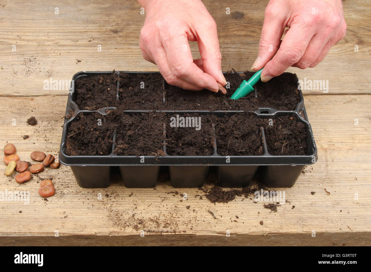Closeup of hands planting broad bean seeds into a modular seed tray on a wooden potting bench Stock Photo