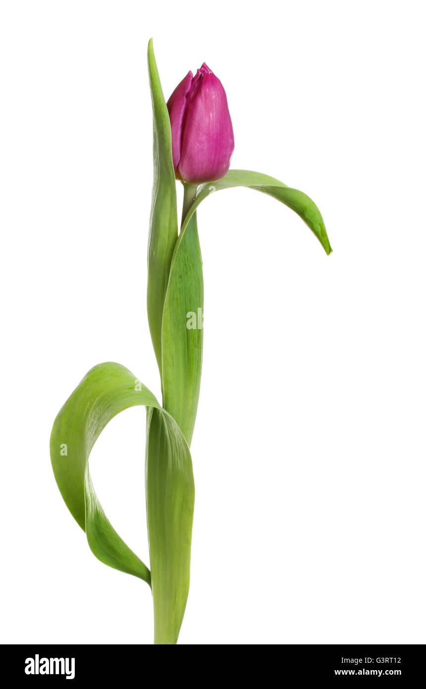 Purple Tulip flower and leaves isolated against white Stock Photo