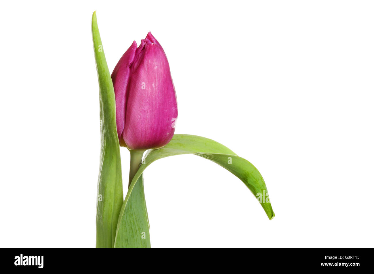 Closeup of a Purple Tulip flower and structural leaves isolated against white Stock Photo