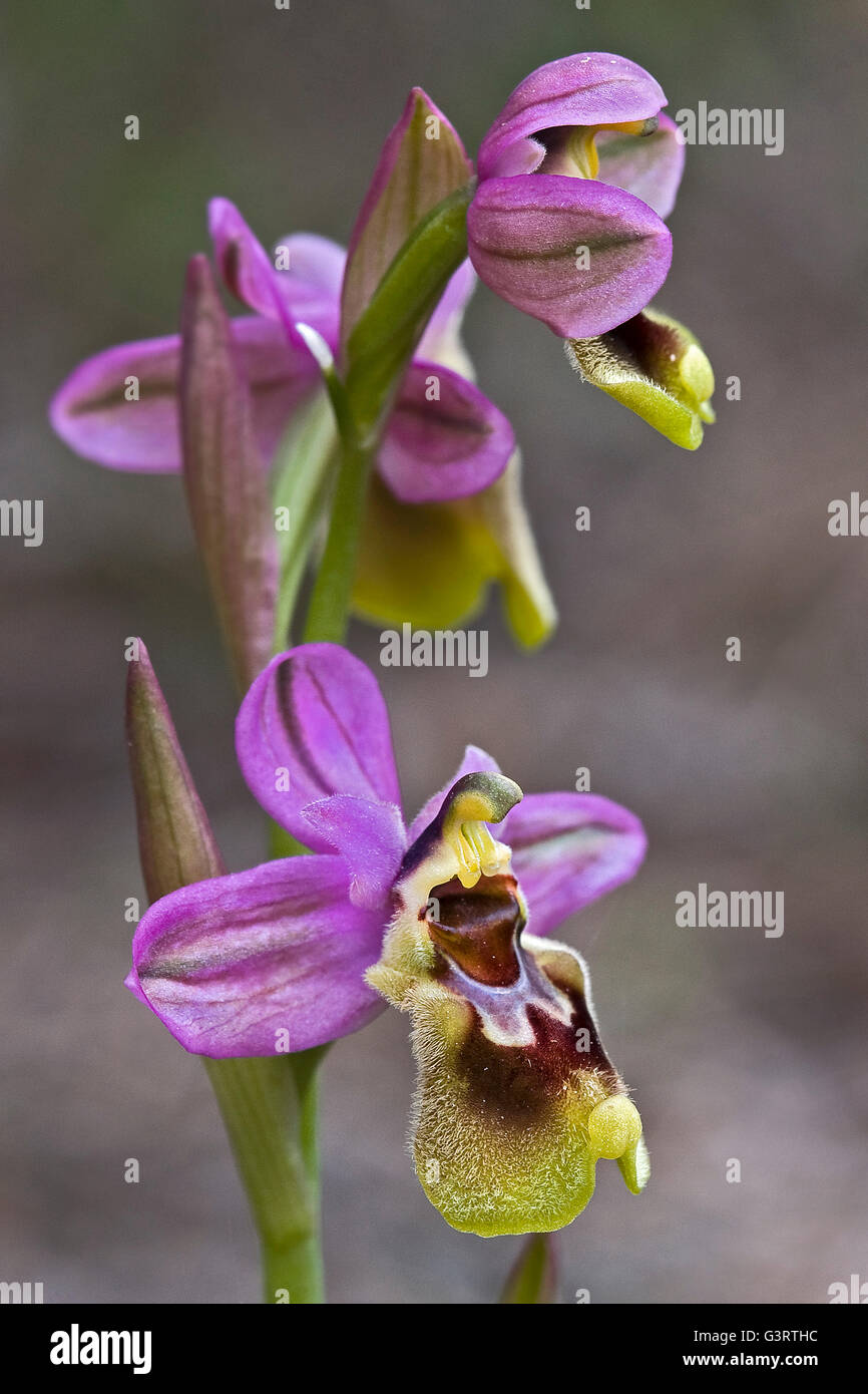 Sawfly orchid, Ophrys tenthredinifera. Stock Photo