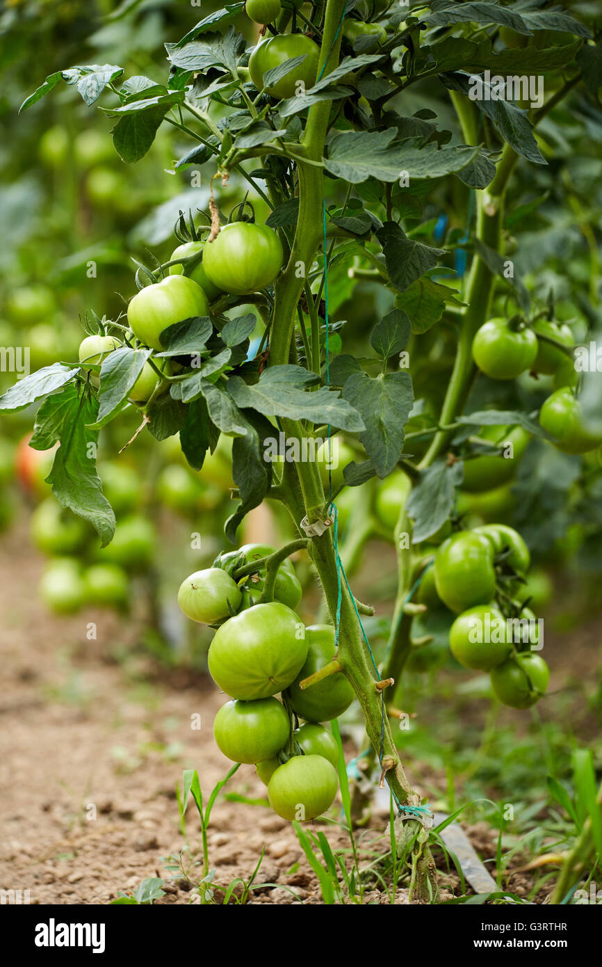 Ripening tomatoes on vines in a greenhouse Stock Photo - Alamy