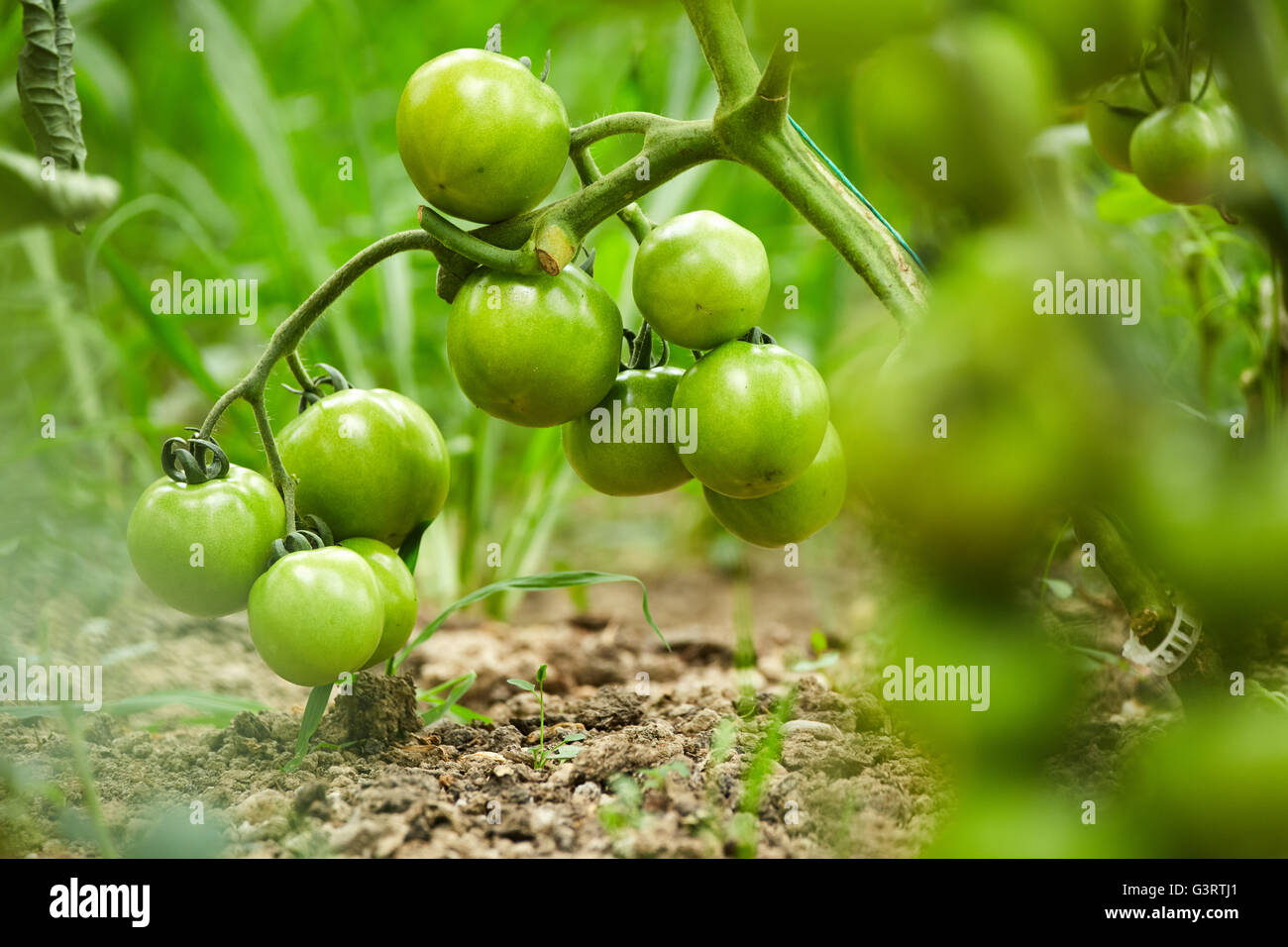 Ripening tomatoes on vines in a greenhouse Stock Photo - Alamy
