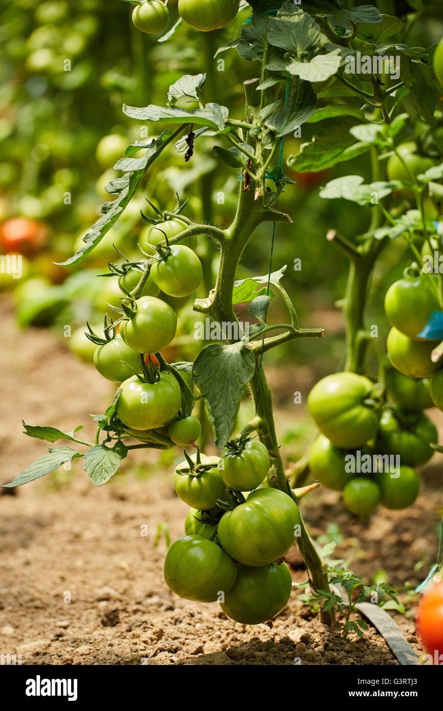 Ripening tomatoes on vines in a greenhouse Stock Photo - Alamy