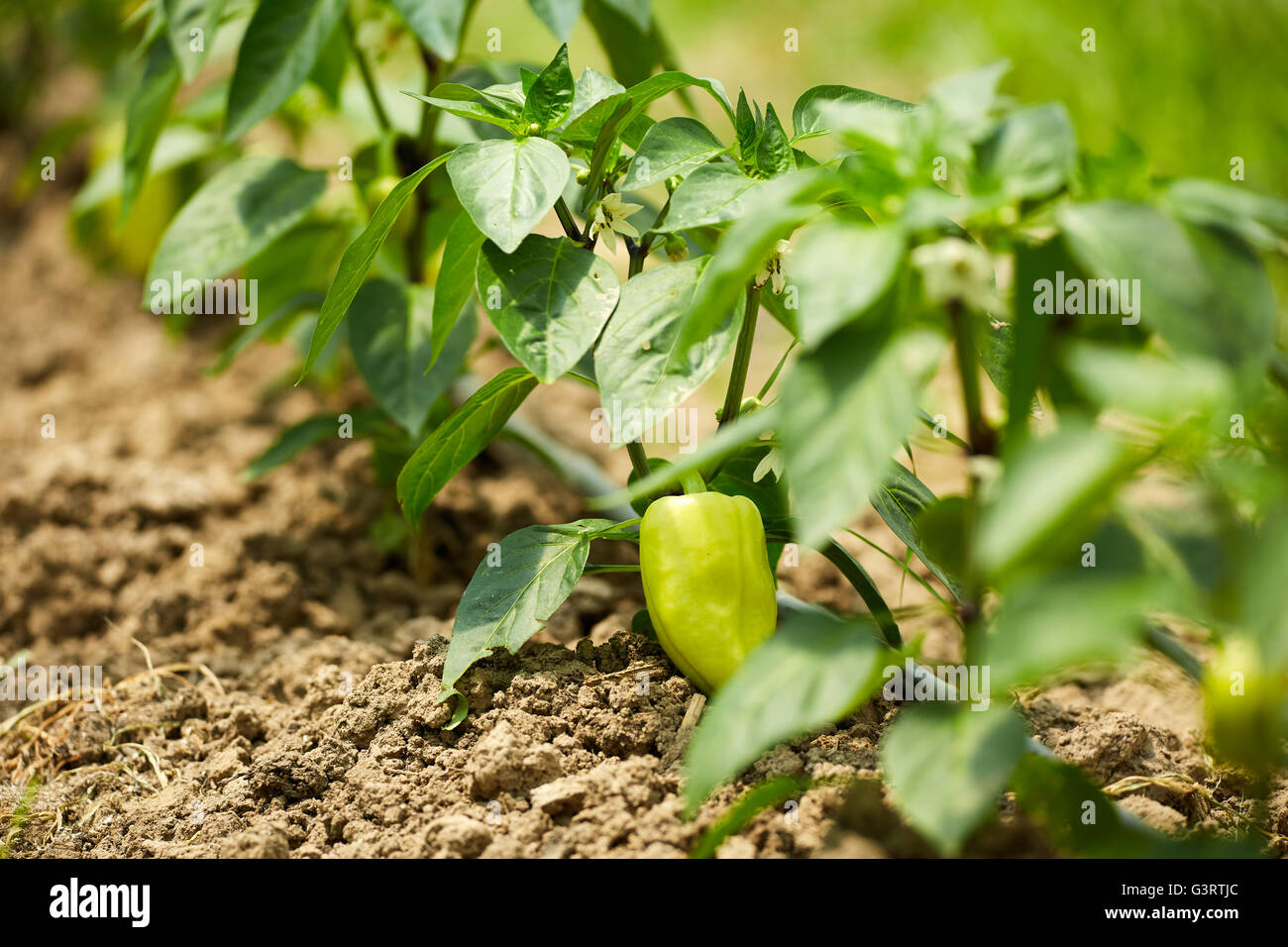 Green bell pepper plants in a greenhouse Stock Photo Alamy