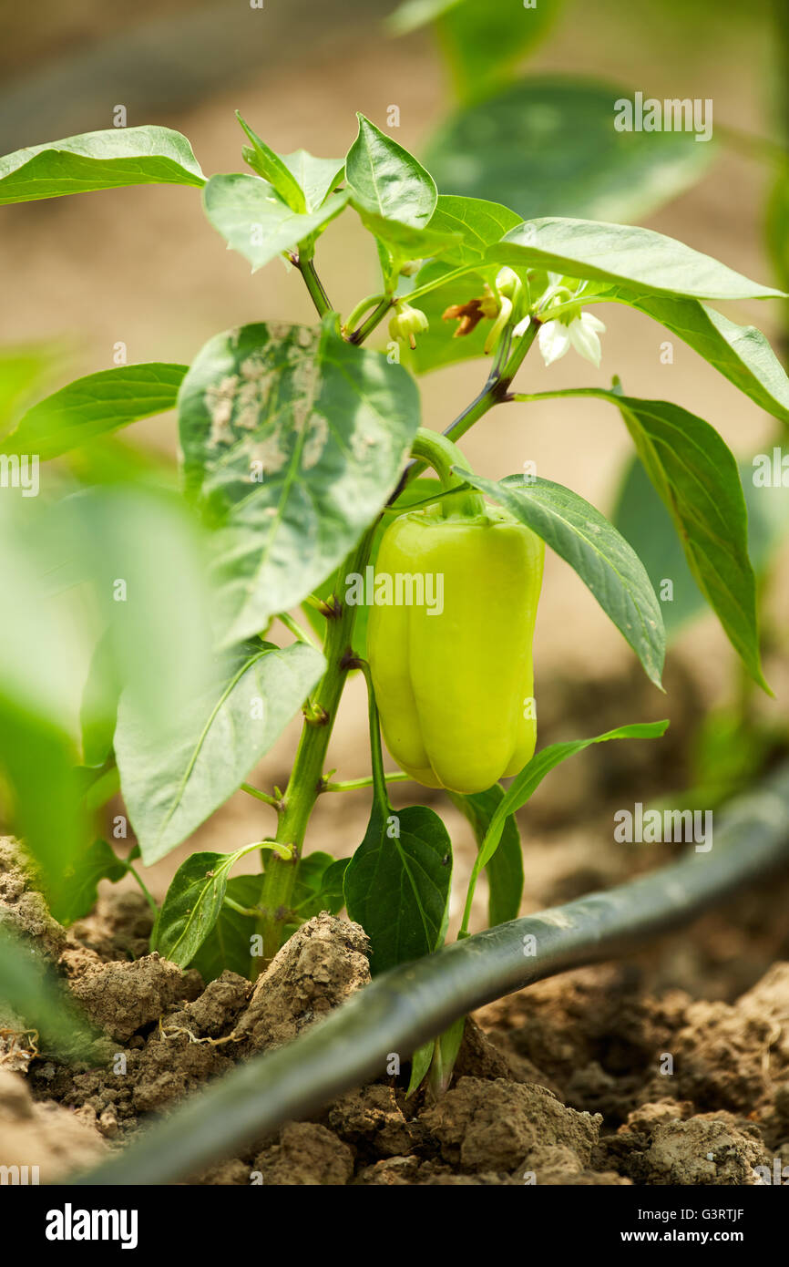 Green bell pepper plants in a greenhouse Stock Photo Alamy